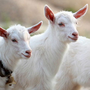 Goat Milk Yogurt Recipe – Brod & Taylor Canada