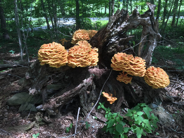 Drying Chicken of the Woods Mushrooms - Brod & Taylor Canada